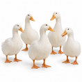 Load image into Gallery viewer, PEKIN DUCK FERTILE EGGS