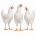 Load image into Gallery viewer, 15 WEEKS OF AGE WHITE LEGHORNS