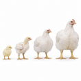 Load image into Gallery viewer, DAY OLD BROILER CHICKS ROSS 308 A-Grade

