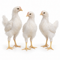 Load image into Gallery viewer, 6 WEEKS OF AGE WHITE LEGHORNS
