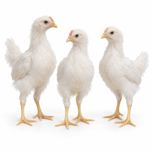 6 WEEKS OF AGE WHITE LEGHORNS