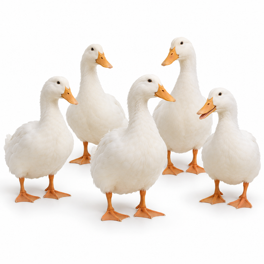 18 WEEKS OF AGE PEKIN DUCKS