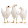 Load image into Gallery viewer, 8 WEEKS OF AGE WHITE LEGHORNS
