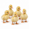 Load image into Gallery viewer, PEKIN DUCK FERTILE EGGS
