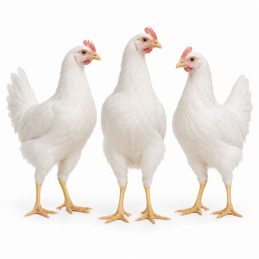 15 WEEKS OF AGE WHITE LEGHORNS