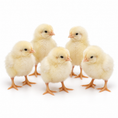 Load image into Gallery viewer, DAY OLD BROILER CHICKS ROSS 308 A-Grade
