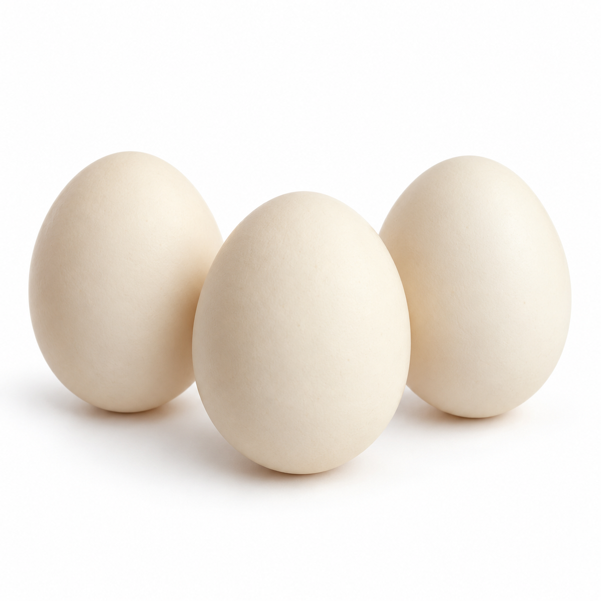 JUMBO EGGS (FREE RANGE)