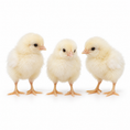 Load image into Gallery viewer, DAY OLD WHITE LEGHORNS
