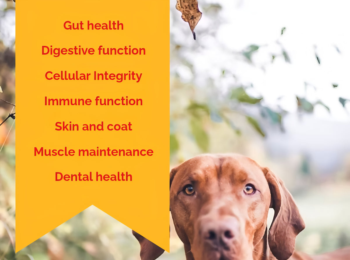 NUTRIWOOF ADULT DOG FOOD – 20KG