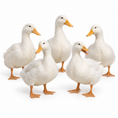 Load image into Gallery viewer, PEKIN DUCK FERTILE EGGS

