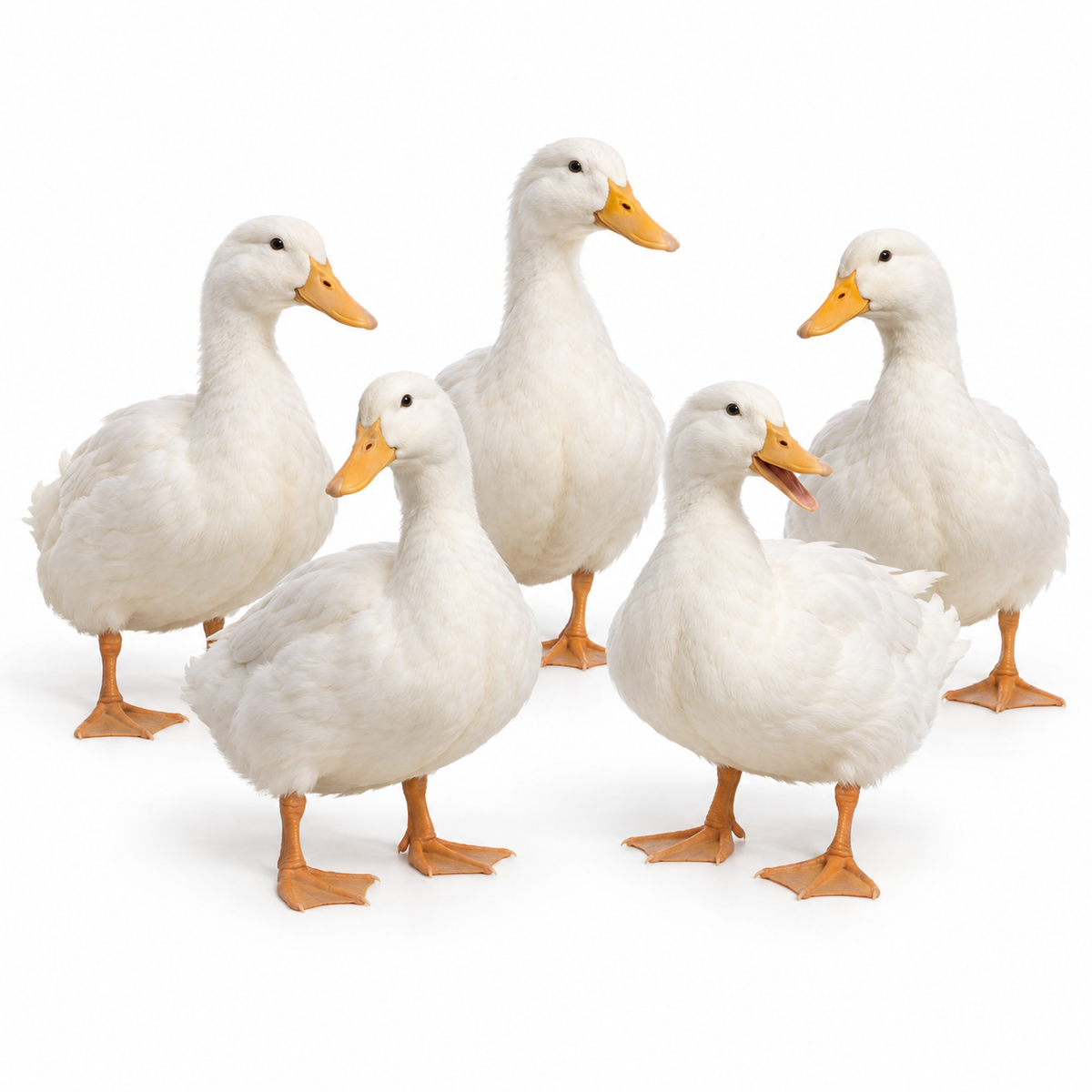 PEKIN DUCK FERTILE EGGS