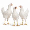 Load image into Gallery viewer, 12 WEEKS OF AGE WHITE LEGHORNS
