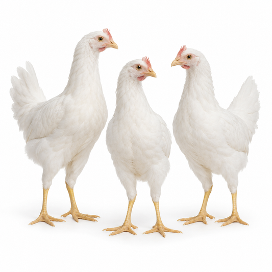 12 WEEKS OF AGE WHITE LEGHORNS