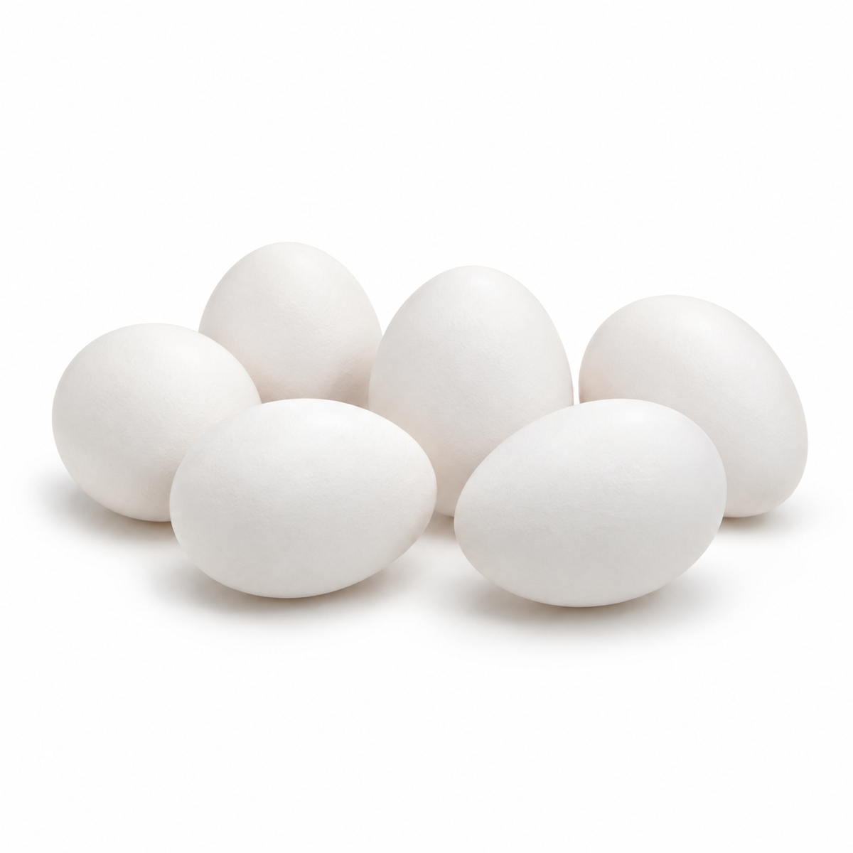 10 WEEKS OF AGE WHITE LEGHORNS